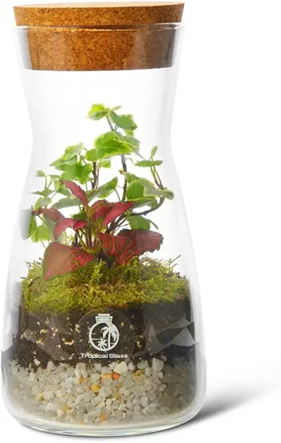 Complete Bottle Terrarium Kit: DIY Miniature Garden Oasis with Plants