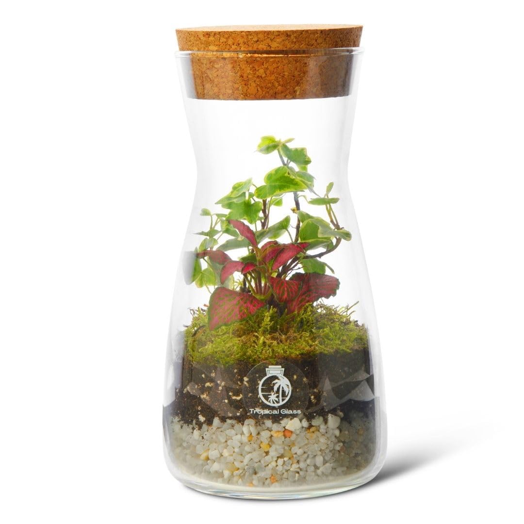 Complete Bottle Terrarium Kit: Create Your Own Miniature Garden Oasis | Includes Glass Container, PLANTS, Substrates, Cork Lid, Light up Terrarium, DIY Terrarium Kit, Optional LED Light (Standard Lid)