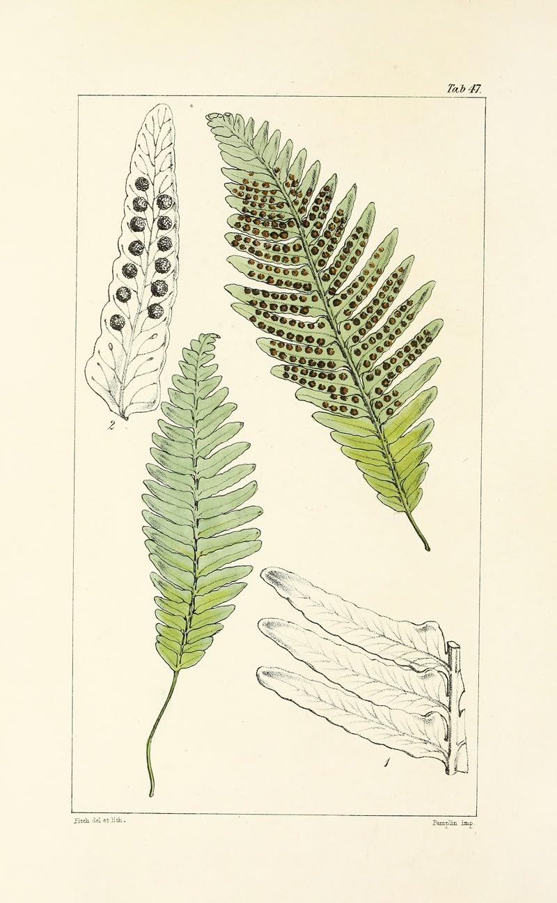 Wiek paproci Pl.45 (1854) plakat wydruk autorstwa Williama Jacksona Hookera (24 x 36)
