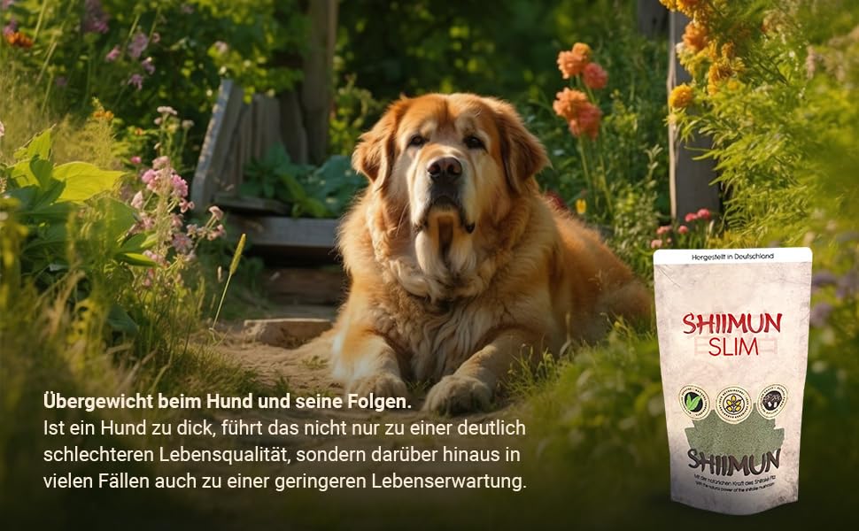 Bellfor Shiimun Slim - Dietary Supplement for Dogs with Shiitake and Insect Protein - 50 g Powder for Balanced Weight Management - Image 4