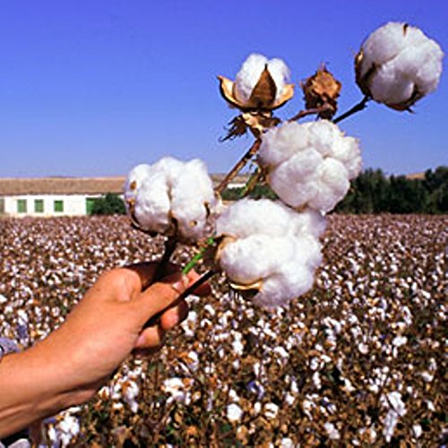 Style by Citycalze 6 Paia Calze Lunghe rasate in