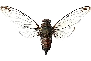 Real Cicada Specimen: Intriguing Insect Decor for Spooky Ambiance and Gothic Aesthetics