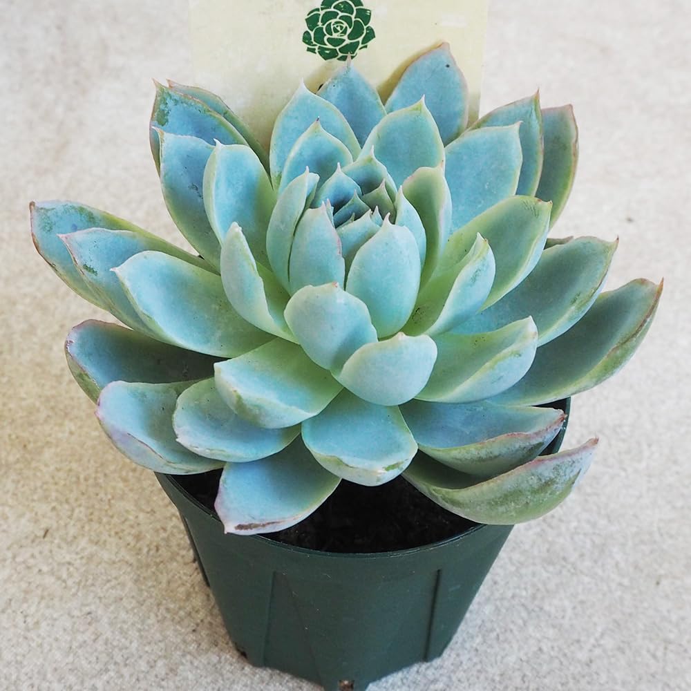 Amazon.co.jp: ITANSE Succulent Plants, No. 2.5, Sold as 1 Piece