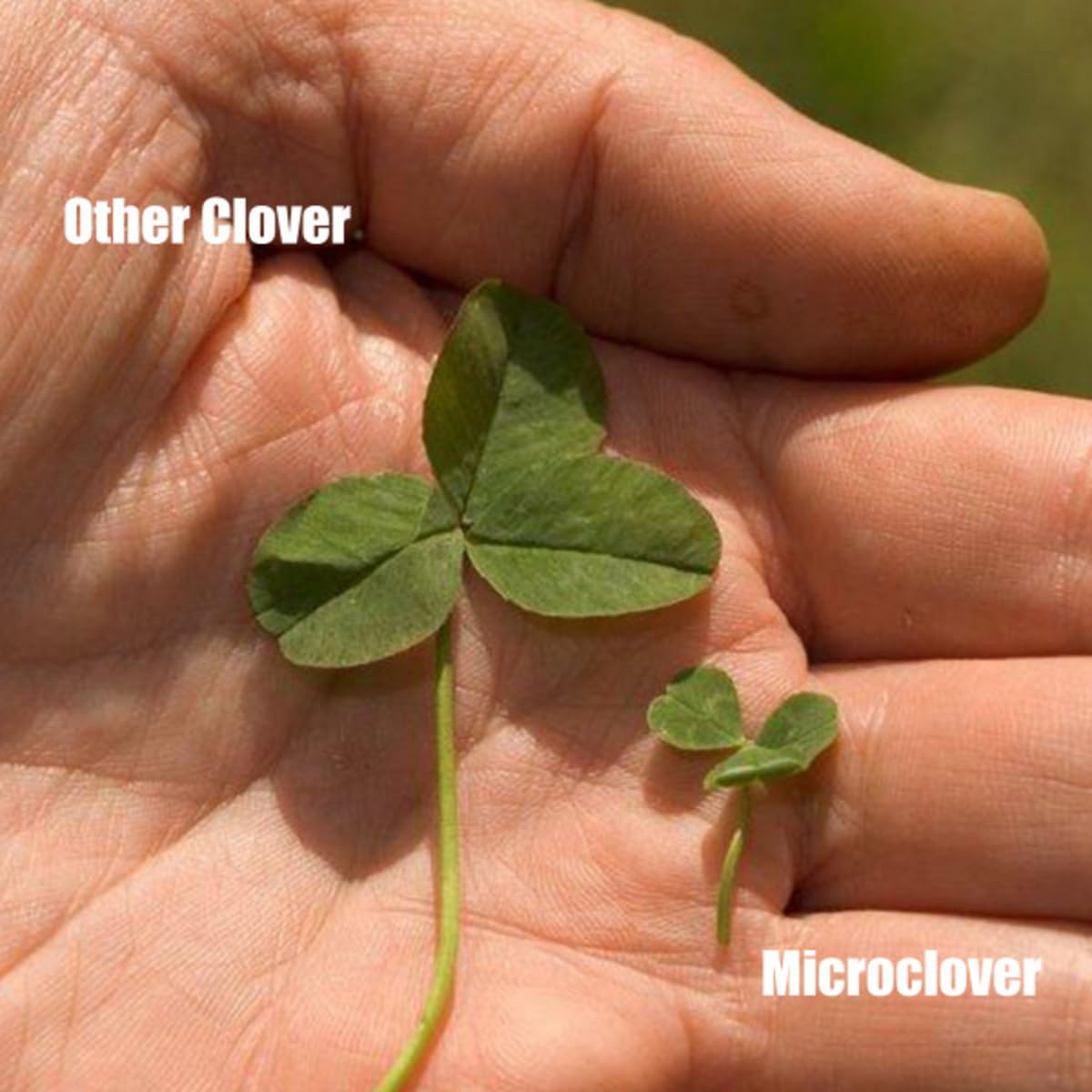 Trawnik Microclover - 100 G - 50 M2 - Wyższa tolerancja na ruch pieszy - Niskie wymagania pielęgnacyjne - Wzbogaca glebę - Naturalny środek chwastobójczy - Organizator