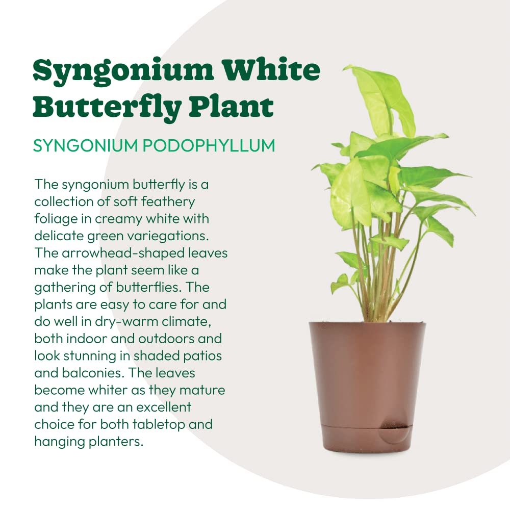 UGAOO Syngonium White Butterfly Plant - Live Indoor -7