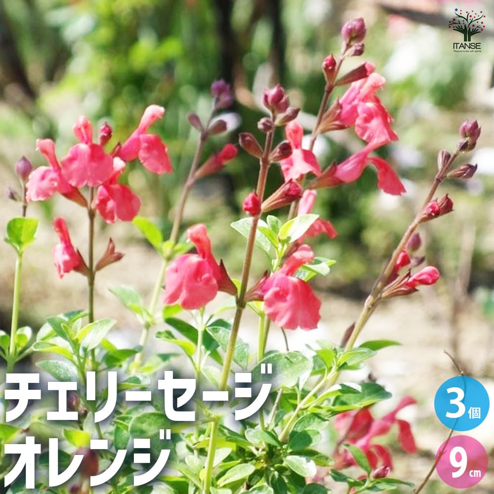 Amazon.co.jp: ITANSE チェリーセージ オレンジ 3号 3個セット