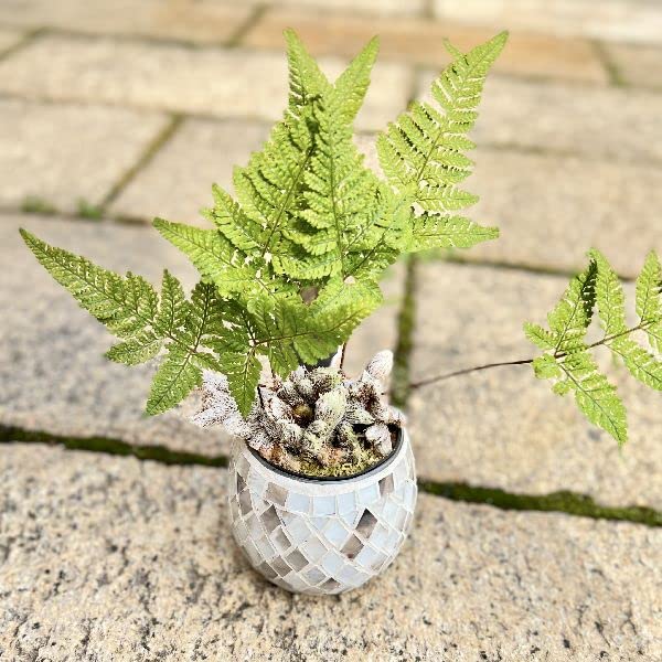 Amazon|おしゃれ 観葉植物:トキワシノブ*ガラス鉢カバー|観葉植物 Amazon|おしゃれ 観葉植物:トキワシノブ*ガラス鉢カバー|観葉植物