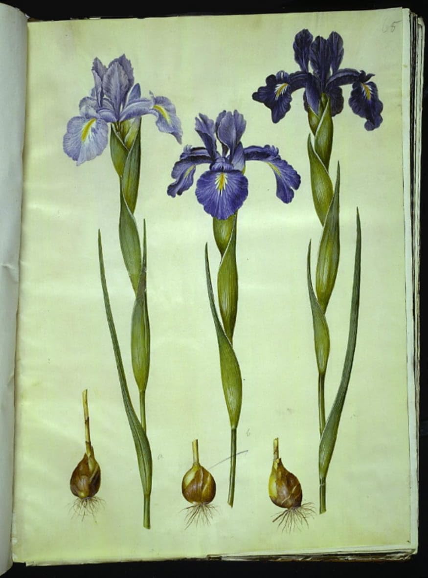 Tableau mural Iris Latifolia de Hans Simon Holtzbecker, impression de qualité - 5