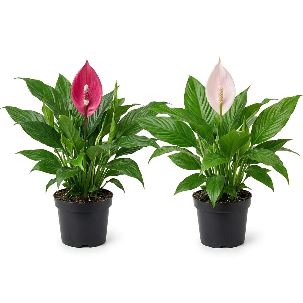 Live Peace Lily Plant Combo (Pack of 2) – Dark Pink & Light Pink Flowering Plant with 3 Inch Black Plastic Pot | Indoor Plant for Home Office & Living Room-image-17