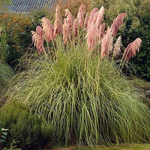 KVITER 1000 Pink Pampas Grass Seeds (Cortaderia Selloana Rosea), Ornamental Grass Seeds - Heirloom, Hardy Pampas, Ideal for Outdoor Perennial Plants, Garden Borders and Pampas Grass Decor