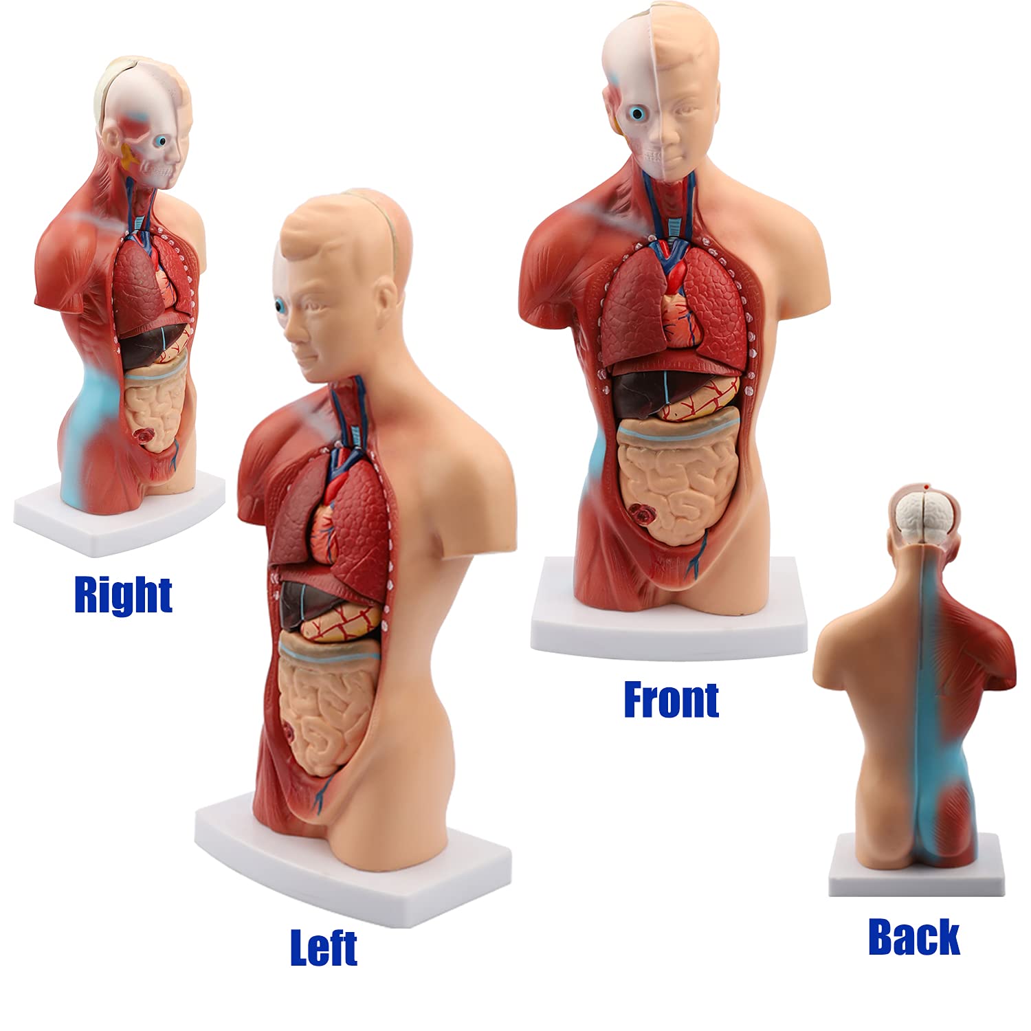 Human Body キット　英語 Human Body キット 英語 Car-Parts-Electronic-Throttle-