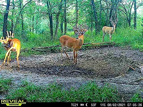 Pure Whitetail | Full Throttle – Mineral Lick | Better Than Deer Salt Lick | Whitetail Deer Plot Vitamin & Mineral Supplement For Antler Growth & Body Development | 5 Lb Bag #TOP3