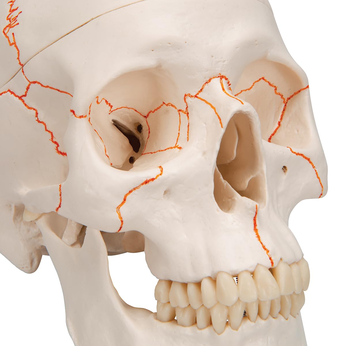 3B Scientific A21 Human Anatomy - Numerowany ludzki klasyczny model czaszki z połączeniami magnetycznymi, 3 części + bezpłatne oprogramowanie anatomiczne - Inteligentna anatomia 3B