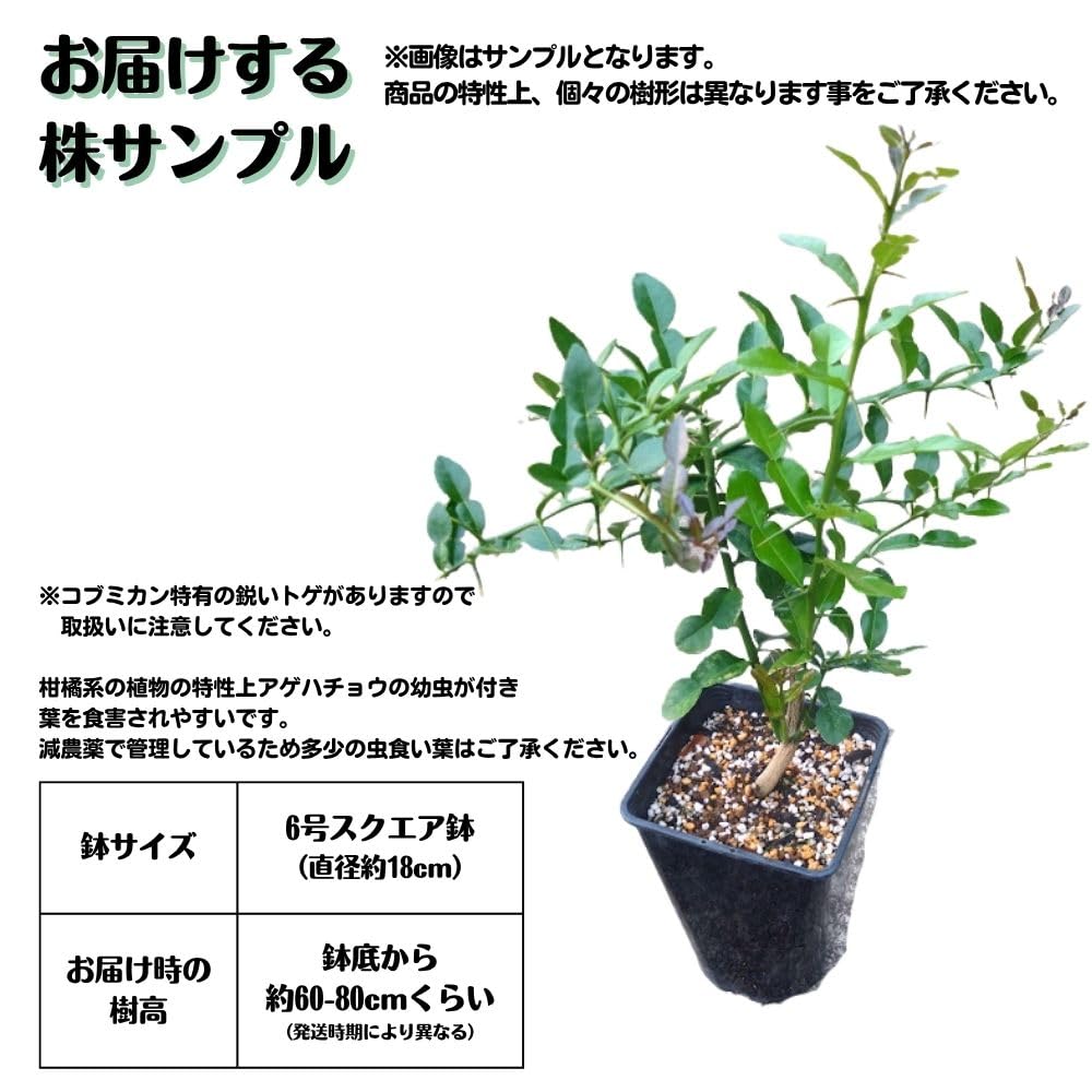 Amazon.co.jp: 《コブミカン 苗 6号鉢 》 バイマックルー カフィア