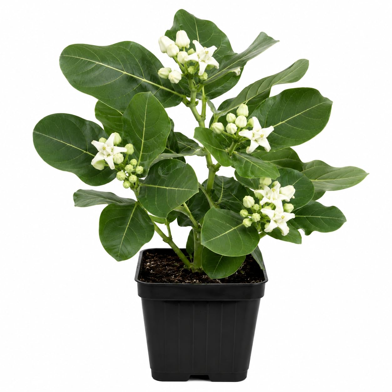 LIVE WHITE AAKDA | SAFED AKAUA | WHITE AAK CALOTROPIS GIGANTEA MEDICINAL PLANT WITH NURSERY POT-image-13