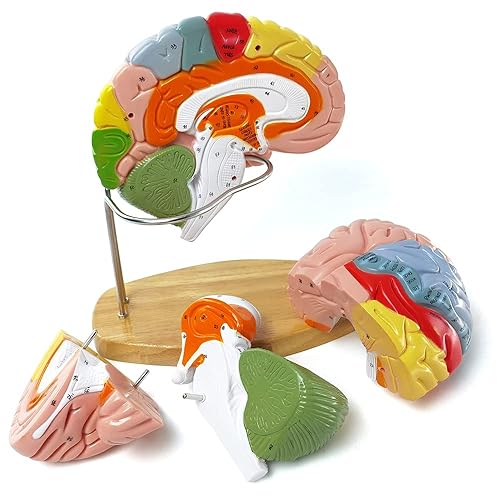 Miniatura 2 de Modelo de cerebro humano 2024 para enseñanza de neurociencia con etiquetas, modelo de anatomía de tamaño natural 1.5 veces para aprender ciencias,