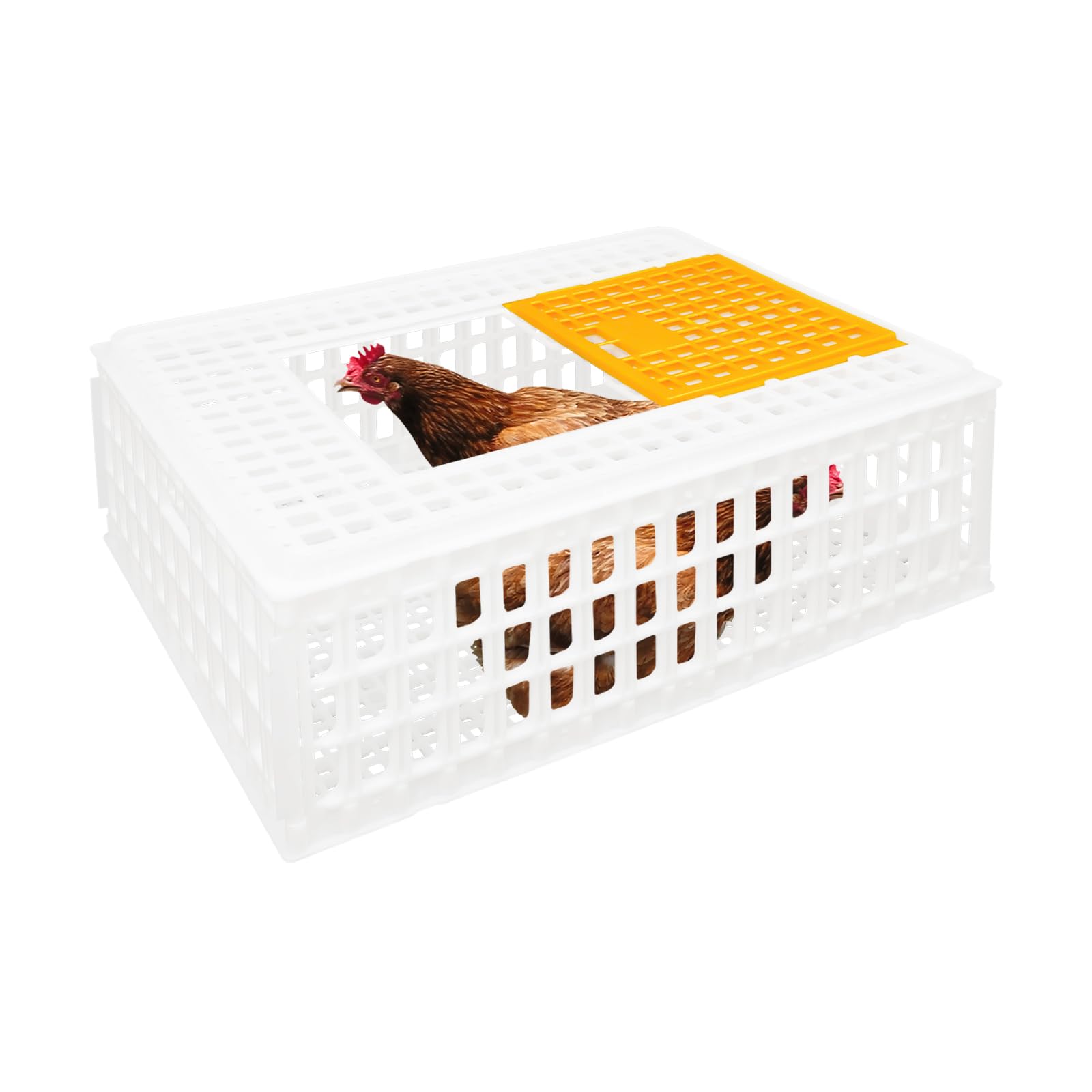 Lot de 4 caisses de transport pour volaille 77 x 55,5 x 27 cm - Avec porte coulissante et poignées de transport - Capacité de charge de 200 kg - Extra robuste - Pour volaille, poulet, canard, oie