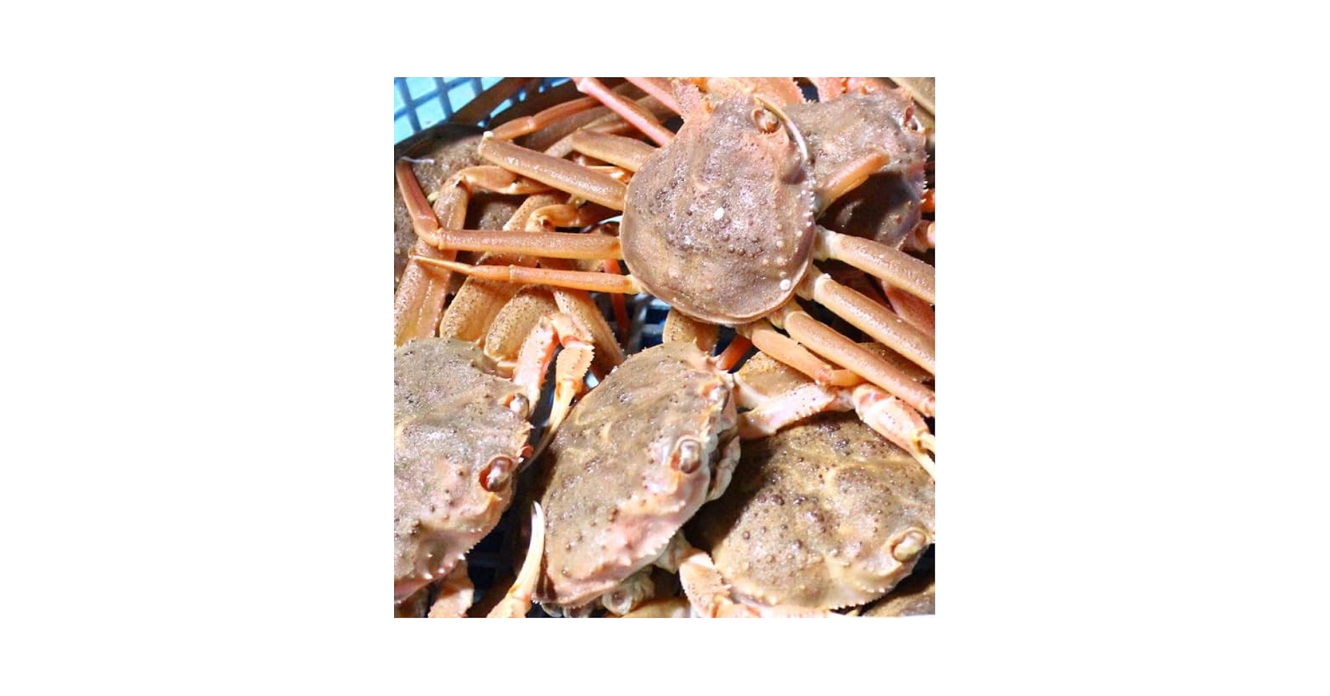 北海道産活オオズワイガニ　大サイズ　訳あり品 Amazon | オオズワイガニ メス 活 訳あり 北海道産 8kg（約25