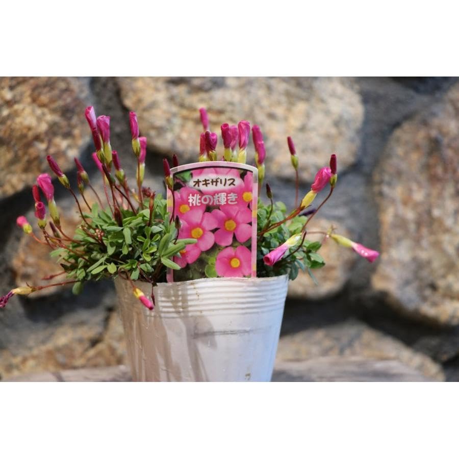 Amazon.co.jp: オキザリス 桃の輝き 3.5号ポット苗 3株セット