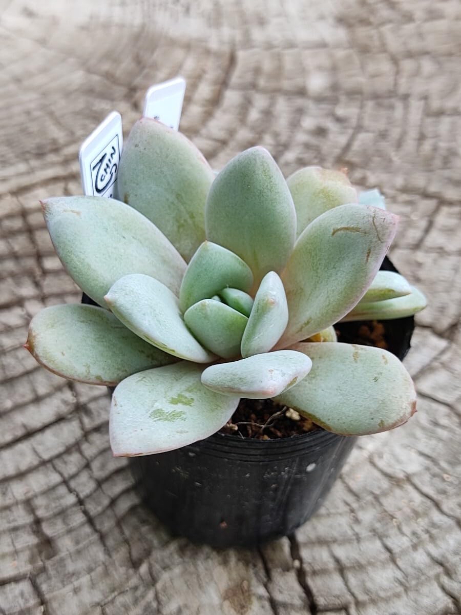 Amazon.co.jp: てっちん多肉植物エケベリア『ドイツシャンペン