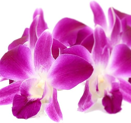 Flores de orquídea Dendrobium moradas sueltas frescas 50 ct.