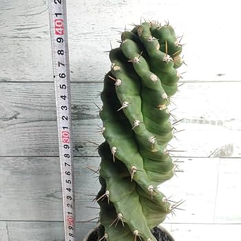 サボテン スピラリス 5本セット　ユーフォルビア　アガベ　カクタス　柱サボテン Amazon.co.jp: 多肉植物 セレウス スピラリス 約7号 大型大株