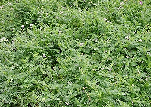 HERBALISM securigera varia sapling plant crown-vetch.