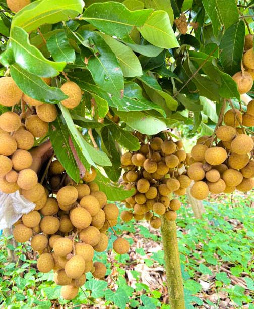See full amazon price history chart for ARUSHI PLANTS MARKET LONGAN FRUIT PLANT HELDI/GOOD/QUALITY vgtyuj ARUSHI PLANTS MARKET LONGAN FRUIT PLANT HELDI/GOOD/QUALITY vgtyuj (B0CPFRTS89) Amazon Price History, Amazon Price Tracker