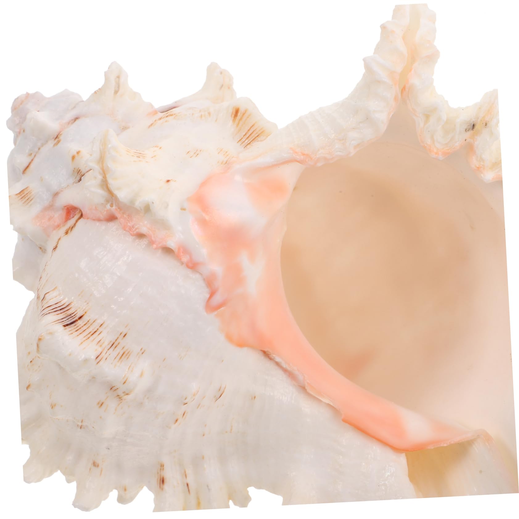 ULTECHNOVO Conchiglia Naturale Grande per Decorazioni Spiaggia e Feste Matrimonio Decorazione Versatile in Conchiglia per Acquario o Centrotavola