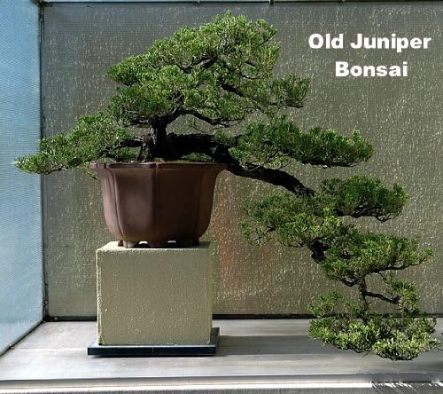 Miniatura 4 de Árbol bonsái de enebro japonés - Maceta de 4" - Juniperus procumbens - Nana