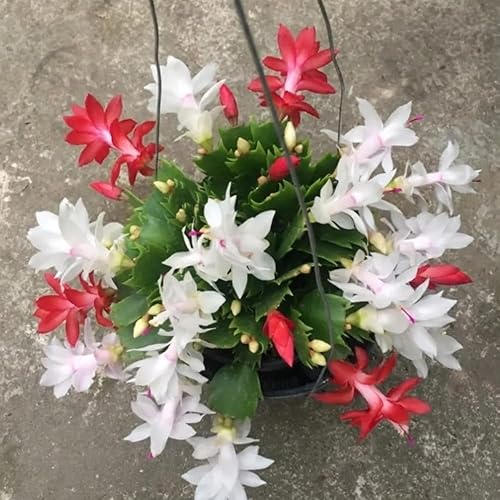 Miniatura 6 de Planta de cactus de Navidad viva, flores rojas y blancas, suculentas navideñas en maceta de 6 pulgadas para cultivo en interiores o exteriores