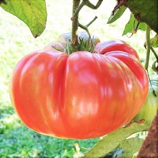 TomorrowSeeds - Henderson's Pink Ponderosa Tomato Seeds - 100+ Count Packet - Indeterminate Large Beefsteak Tomatoes Non G...