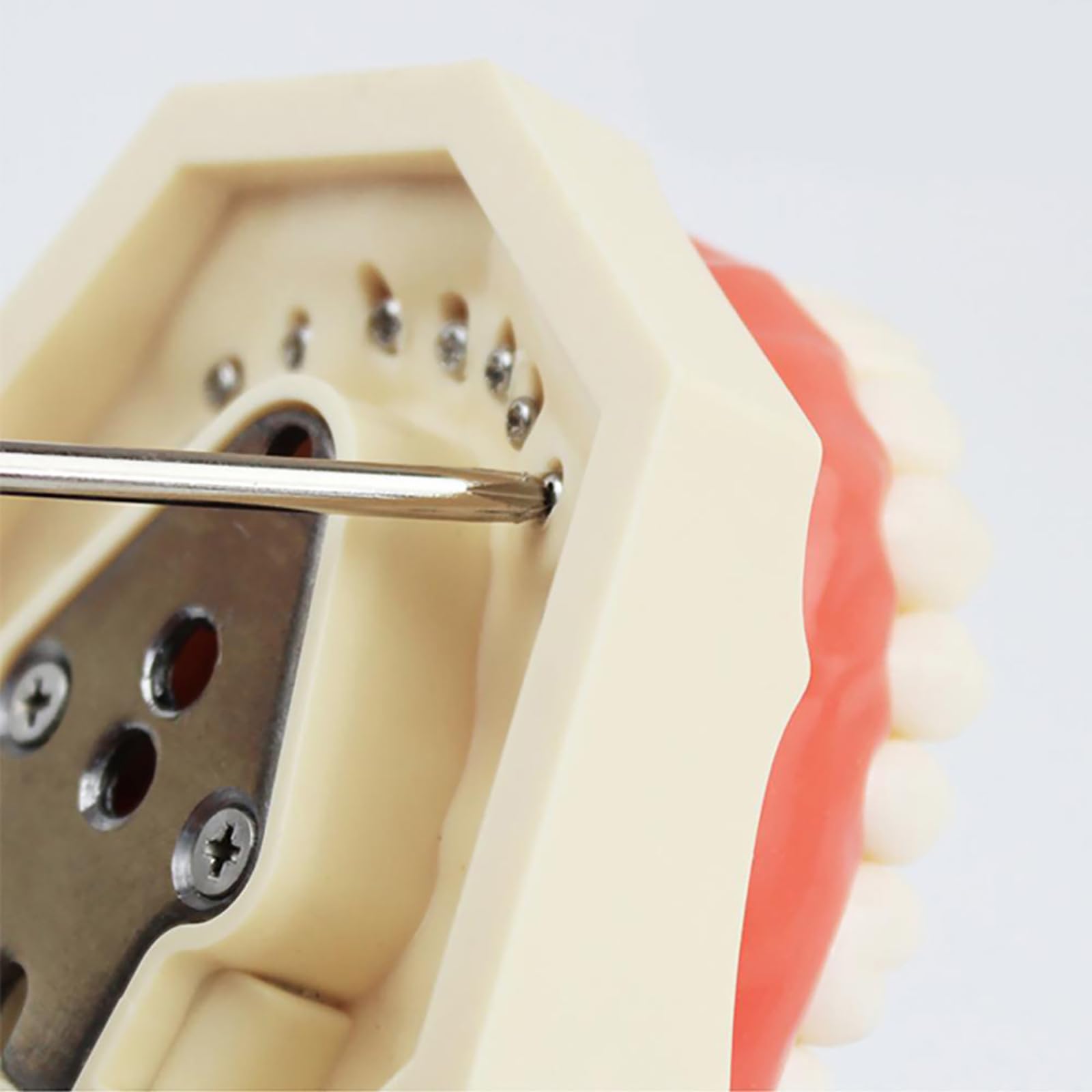 Modello di Insegnamento Orale, Modello di Preparazione del Dente Staccabile E Sostituibile a 32 Denti a Bocca Piena, Utilizzato per L'insegnamento Dentale E L'igiene Orale