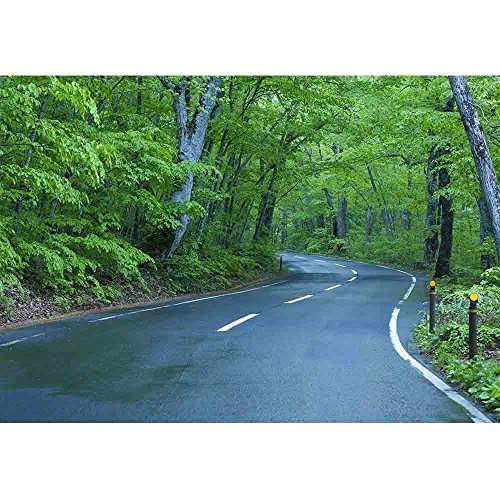 Wall26 - Road In A Green Forest - Removable Wall Mural | Self-Adhesive Large Wallpaper - 66X96 Inches #TOP1