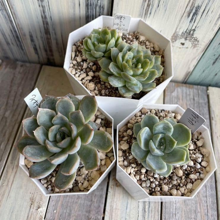 Amazon.co.jp: 多肉植物 エケベリア 3苗セット 月影×メキシコプリ