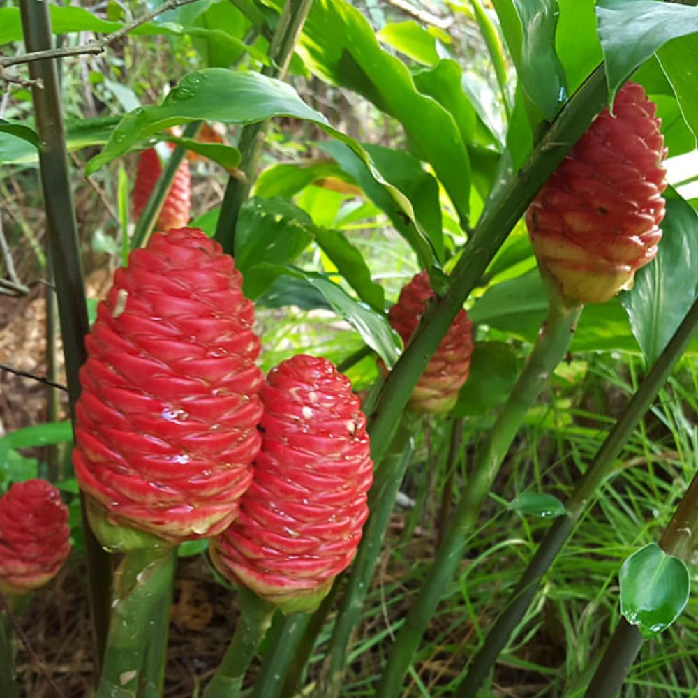 1 Awapuhi Shampoo Ginger Plant Live 5-8 Inch Tall, Zingiber Zerumbet Tropical Ginger Seedling, Hawaiian Shampoo Ginger Lily Plant