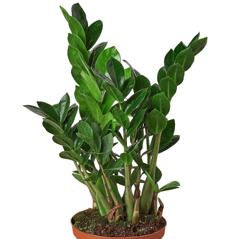 Amazon.com : Zamioculcas Zamiifolia ZZ Live Plant for Indoor | Different  Houseplants in 4'' & 6'' Pot | Real House Plant for Living Room, Office,  Desk & Bathroom : Patio, Lawn & Garden