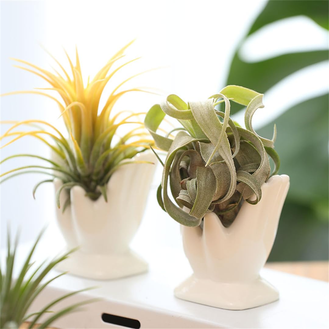 ourhommie Air Plant Holder Cute Ceramic Mini Hand Shape Stand Airplants Tillandsia Small Container Pot Plant Decorative Home Decor for Desk Table Shelf Office Decorations White - Image 3
