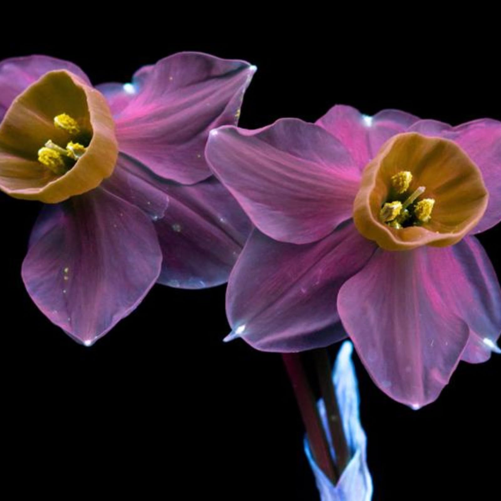 Gorgeous Daffodil Bulbs Mix/Home Decoration/Strong Plants That Grow Well/Fragrant,Narcissus for Planting Now UK Perennials,Greening Flower/Natural Organic/Landscape Design Plants.-2bulbs-A