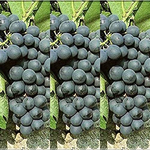 3 x Grape Vitis Plant Rondo - Big Yielding Dessert Grape - Perfect for The UK - Plants in 9cm Pots