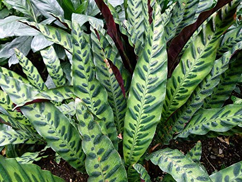 Rattlesnake Live Plant Calathea lancifolia Easy House Plant 4" Pot Indoor - USA_Mall Rattlesnake Live Plant Calathea lancifolia Easy House Plant 4" Pot Indoor - USA_Mall