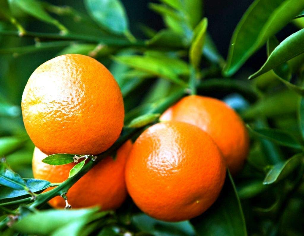 Mandarino Clementino "Citrus x clementina" pianta innestata in vaso ø22 cm Agrumi di Sicilia, Made in Italy, Vivaio di Castelletto