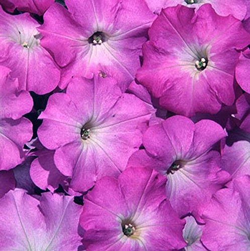 50 Semi - Semi Petunia Libertà lilla Halo pellettato Primavera