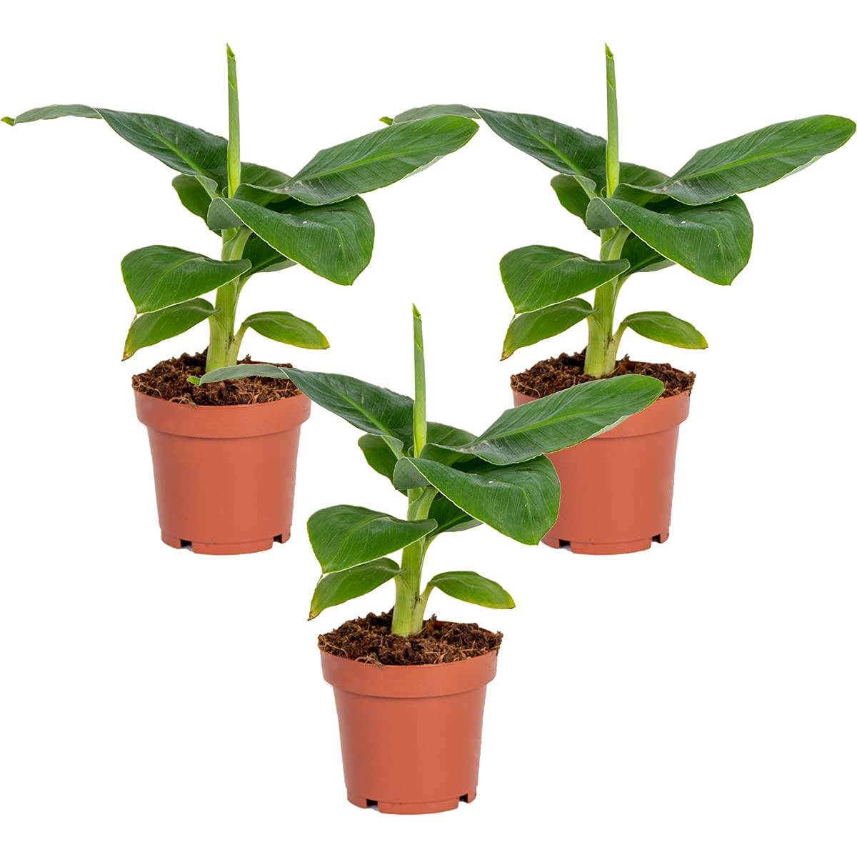 Bloomique - 3er-Set - Musa Oriental Dwarf - Zierbanane - Zimmerpflanzen -  Pflegeleicht - Haustierfreundlich - Hhe 20-30 cm - Topf 12 cm : Amazon.de:  Garten