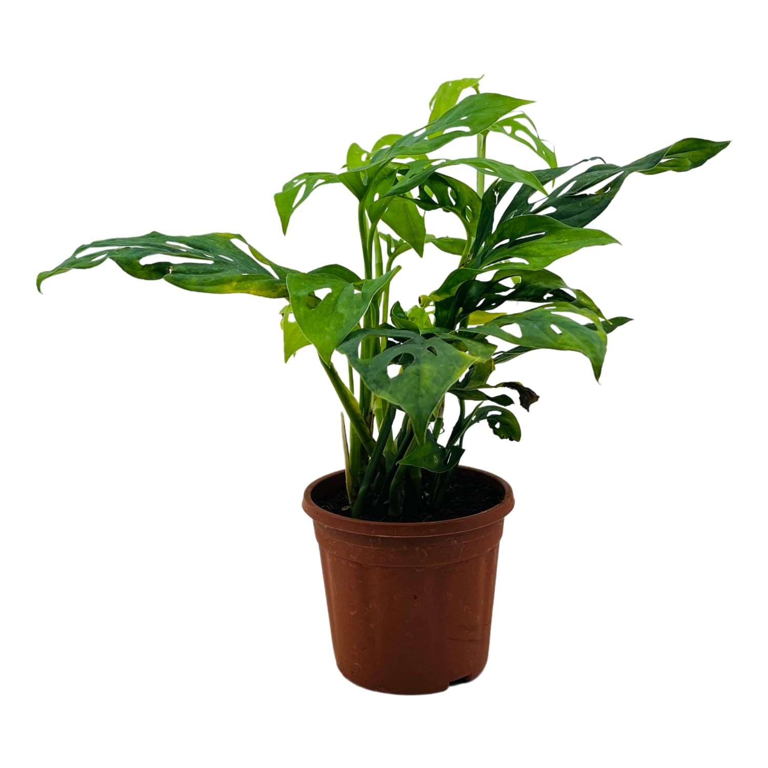 Hug A Plant | Monstera Adansonii | Broken Heart Plant- Live Plant (Home & Garden) (B0C8YCPNKW) Amazon Price History, Amazon Price Tracker