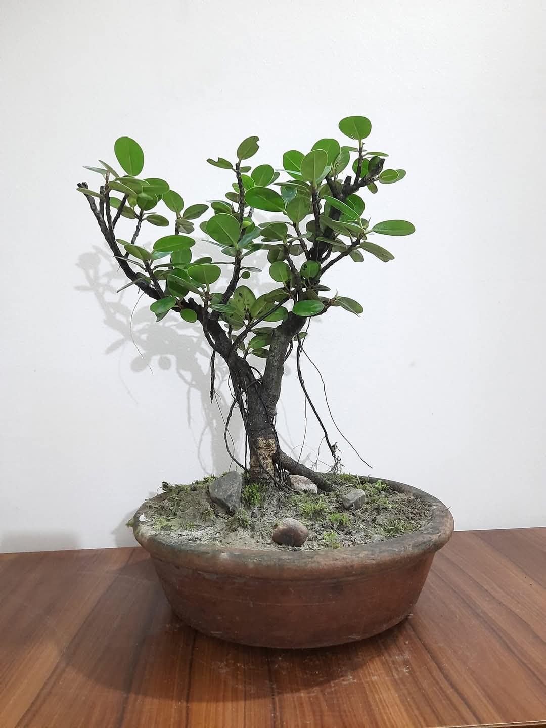 The Royal Gardening China bot/Ficus Retusa plantPlant for Home Indoor Live - Ficus Tree marri baniyan - china banyan tree-Indoor Plants for Living Room,1 live plant-image-46