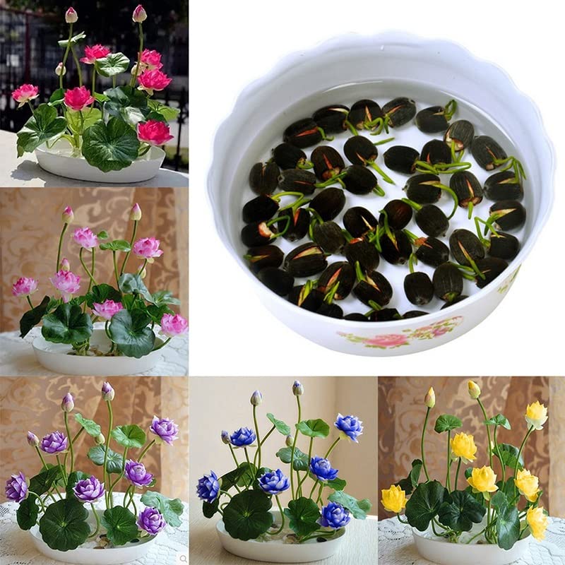 My Genius Brand Lotus Mix Flower Seeds (Pack Of 20 Seeds) - All Mix Colors 2022_mgb_18 (B0BVGHP9KP) Amazon Price History, Amazon Price Tracker