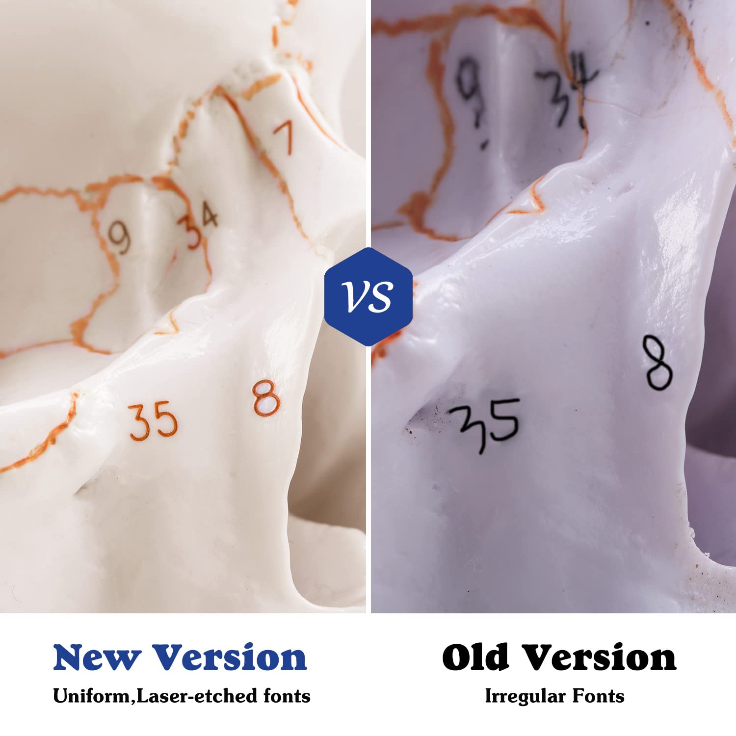 Upgraded Life Size Human Head Skull Anatomical Model with Newest Laser-Etched Fonts Not Hand Write Number, Not Smudged for Medical Student Human Anatomy Study Course