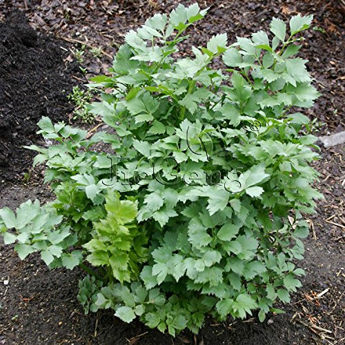 Shopvise Lovage * 1 Gram 100' S (Pcs) * Levisticum Officinal * Ligusticum Levisticum * Hardy Perennial Herb * Flower Phant: 3 Grams