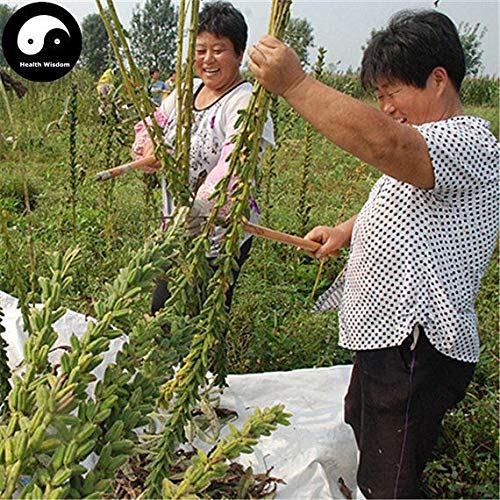 PLAT FIRM GerminaciAn de las semillas: 300pcs: Compra de Semen Sesami Nigrum semillas de la planta china Negro semillas de sAsamo Hei Zhi Ma